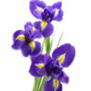 Meet your Posher, Iris